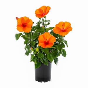 Attracts Butterflies