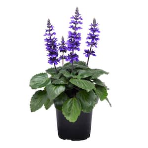 Annuals