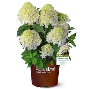 Hydrangea