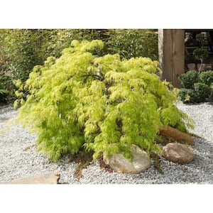 Mature Height (ft.): 9-11