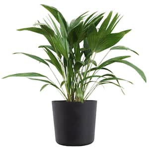 Mature Size (in.): Large > 48 in.