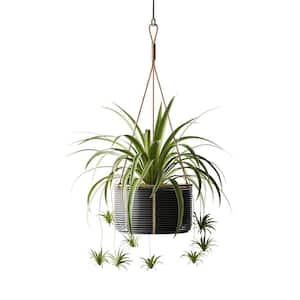 Hanging Planters
