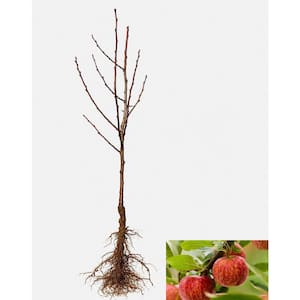 Drought Tolerant