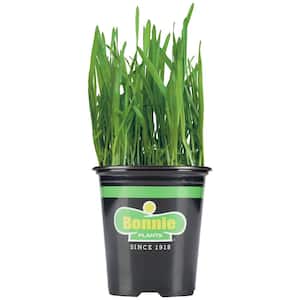 Non-GMO