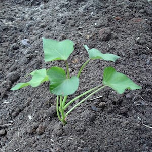 Sweet Potato Vine