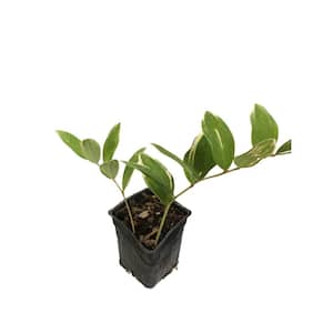 Mature Size (in.): Small < 24 in.