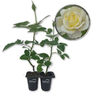 Rose Bushes