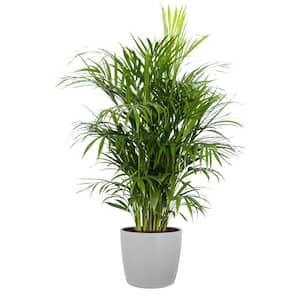 Mature Size (in.): Large > 48 in.