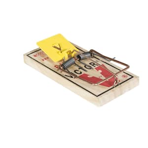 Rat