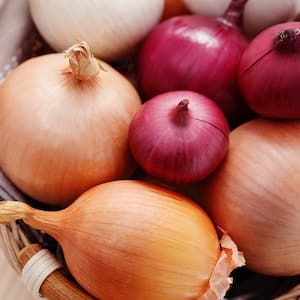 Onion
