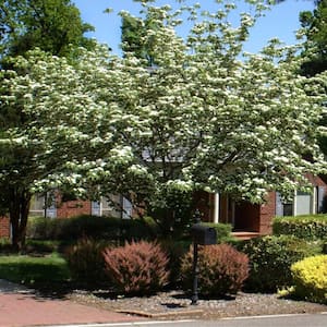 Dogwood