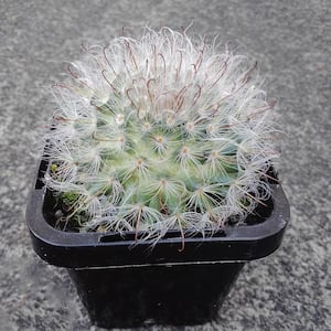 Succulent