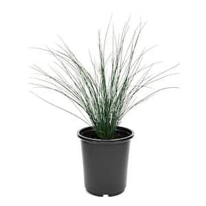 Ground Cover