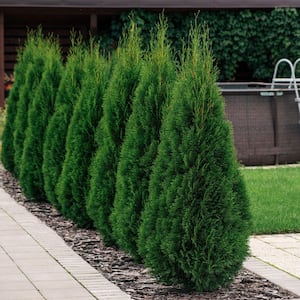 Arborvitae