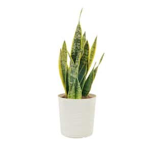Mature Size (in.): Large > 48 in.