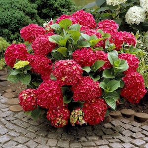 Hydrangea