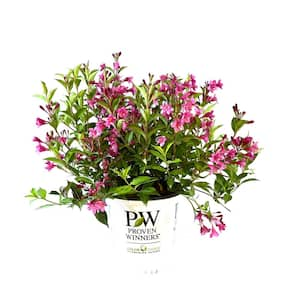 Weigela