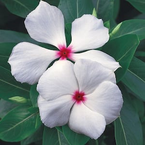 Drought Tolerant