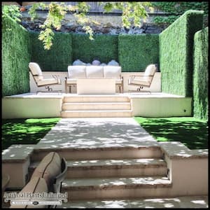 Boxwood