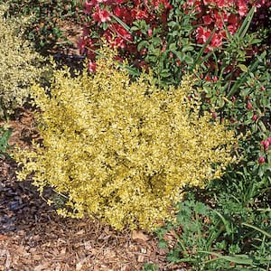 Hardiness Zone: 9 (20 to 30 F) in Shrubs & Hedges