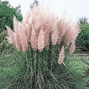 Ornamental Grasses