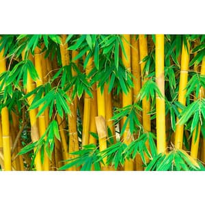 Bamboo