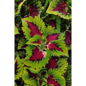 Coleus