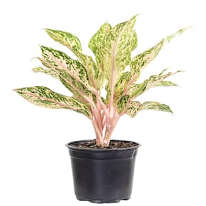 Mature Size (in.): Large > 48 in.