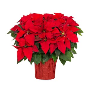 METROLINA GREENHOUSES