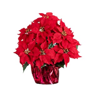 Poinsettia