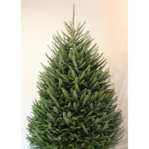 Tree Height Range (ft.): 8-8.5