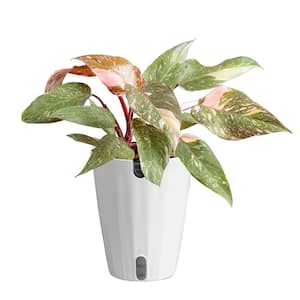 Philodendron