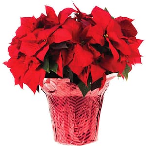 Poinsettia