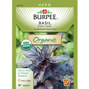 Burpee