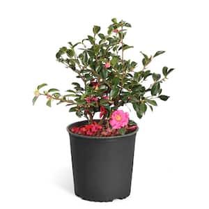 Low Maintenance in Shrubs & Hedges