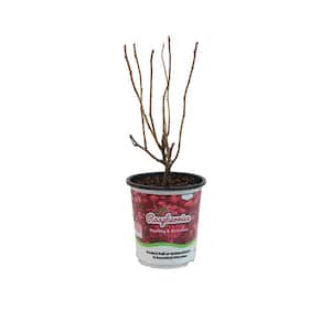 Live Goods