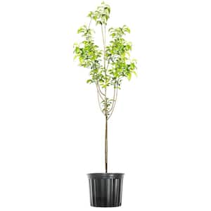 Apple Tree in Fruit Trees