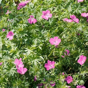 Flowering