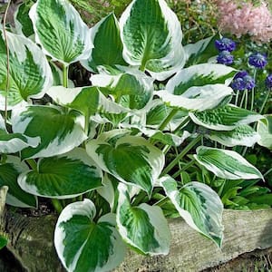 Nursery Pots