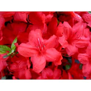 Outdoor Plants
