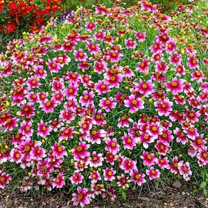 Perennials