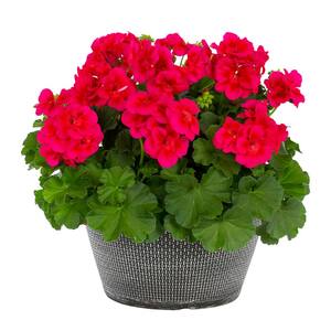 Geranium
