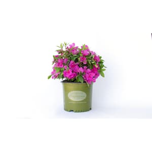 Azalea