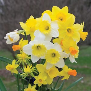 Daffodil