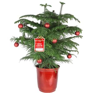 Costa Farms in Fresh Christmas Plants
