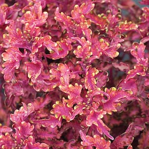 Coleus