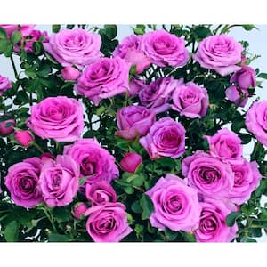 Hardiness Zone: 7 (0 to 10 F) in Rose Bushes