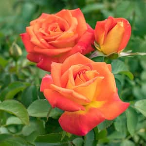 Spring Hill Nurseries