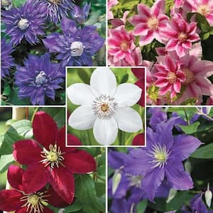 Clematis