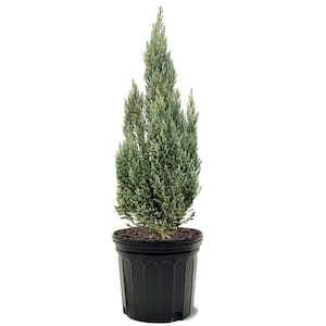 Juniper